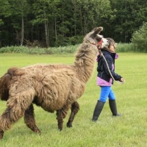 Ein Spaziergang in der Natur mit Lamas