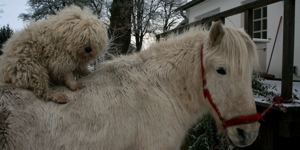 Ein Hund wärmt sich bei einem kalten Frosttag auf dem Rücken eines Pferdes.